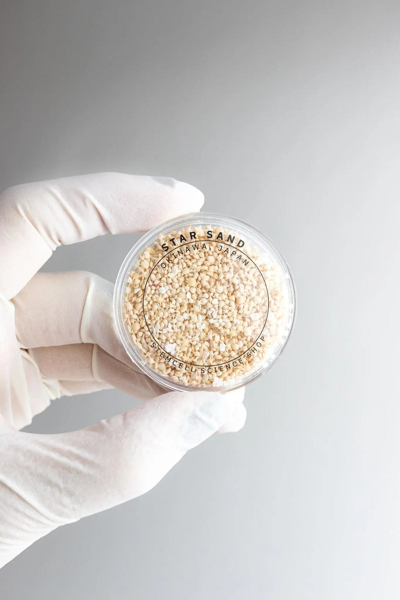 Japanese Star Sand Specimen