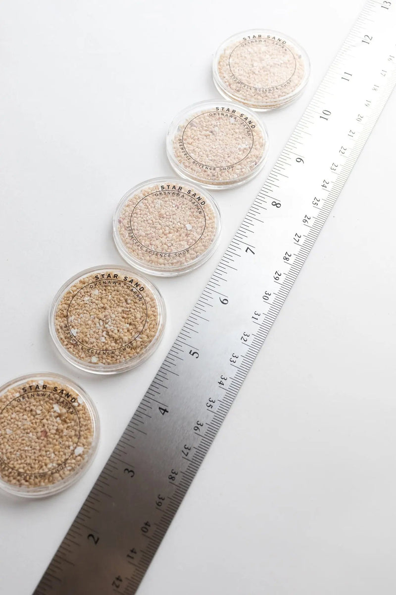 Japanese Star Sand Specimen