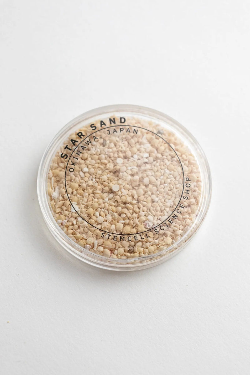 Japanese Star Sand Specimen