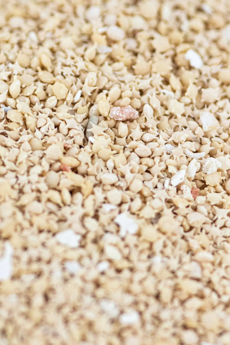 Japanese Star Sand Specimen