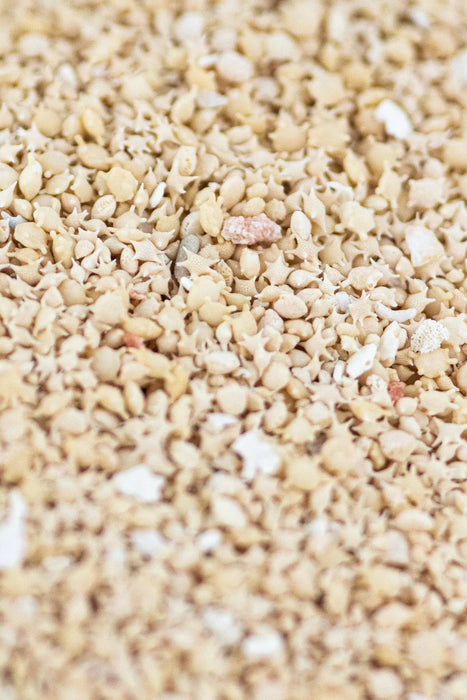 Japanese Star Sand Specimen