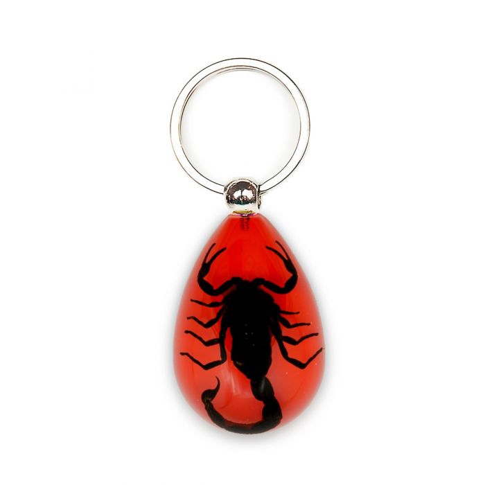 Real Black Scorpion in Acrylic Keychain