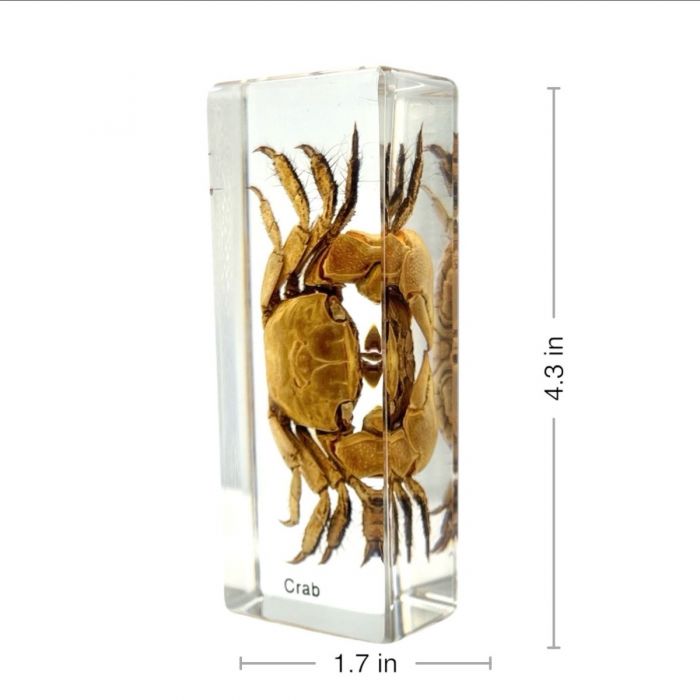 Real Crab in Acrylic Paperweight