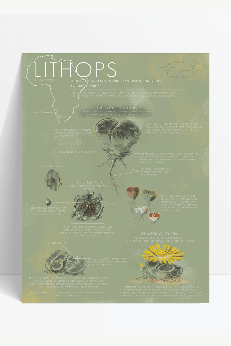 Lithops Life Cycle Educational Chart