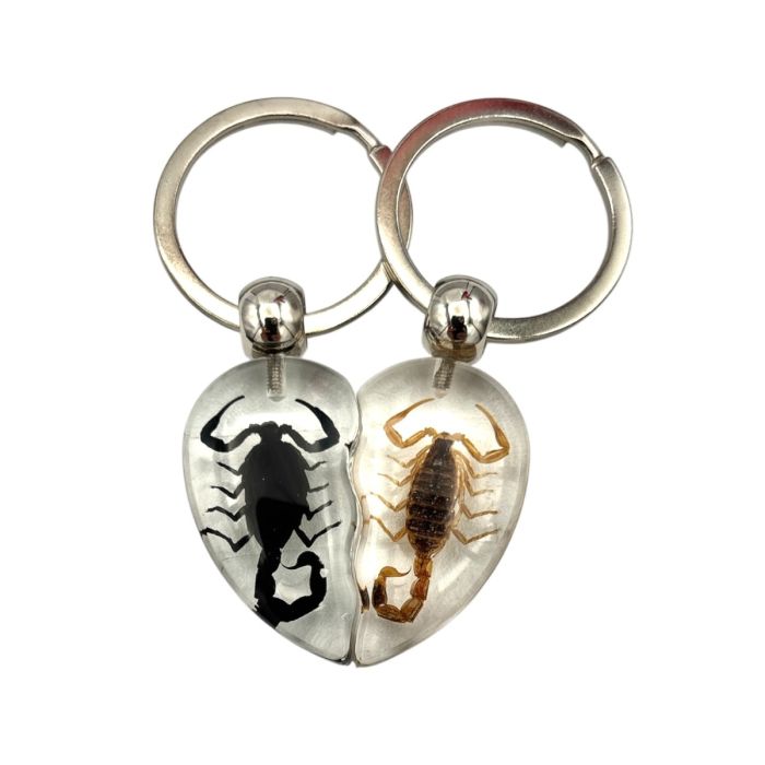 Real Scorpion in Acrylic Keychain Heart