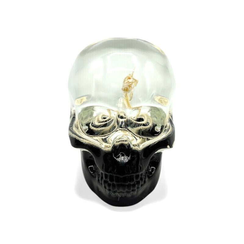 Real Snake Skeleton in Acrylic Black Bottom Skull