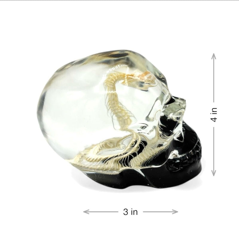 Real Snake Skeleton in Acrylic Black Bottom Skull