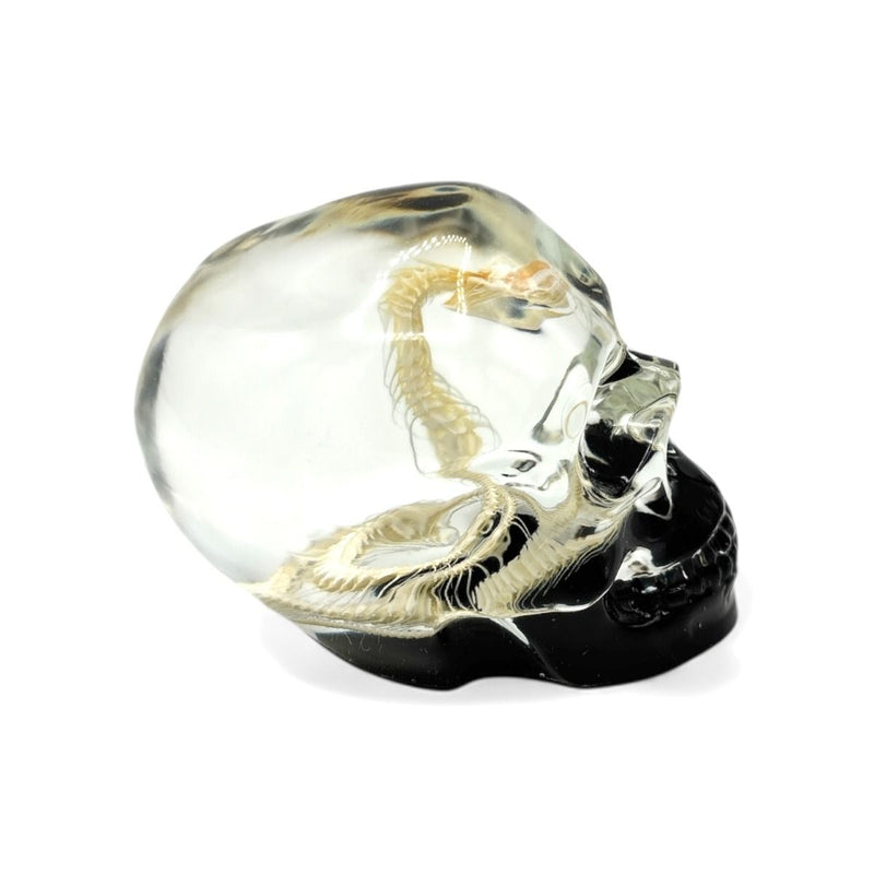 Real Snake Skeleton in Acrylic Black Bottom Skull
