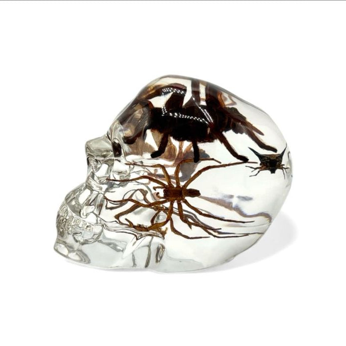 Real Assorted Insects in Clear Acrylic Skull