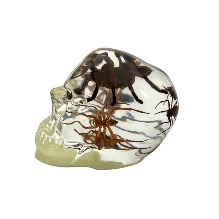Real Assorted Insects in Clear Acrylic Skull