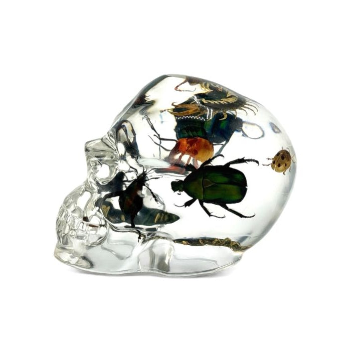 Real Assorted Insects in Clear Acrylic Skull
