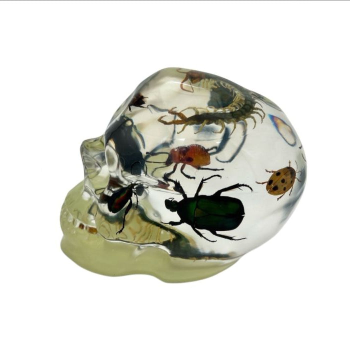 Real Assorted Insects in Clear Acrylic Skull