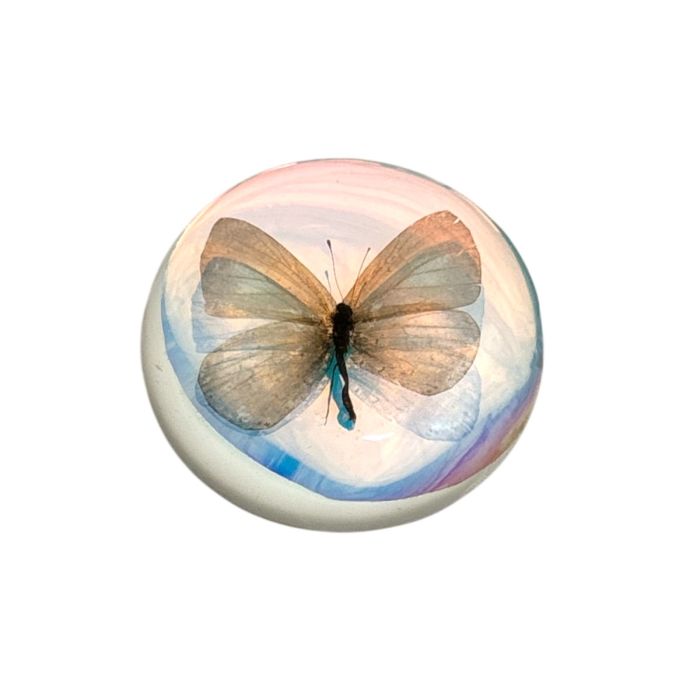 Real Short-tailed Blue Butterfly Magnet