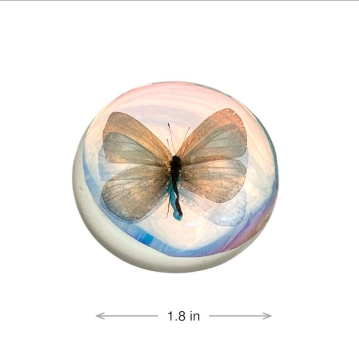 Real Short-tailed Blue Butterfly Magnet