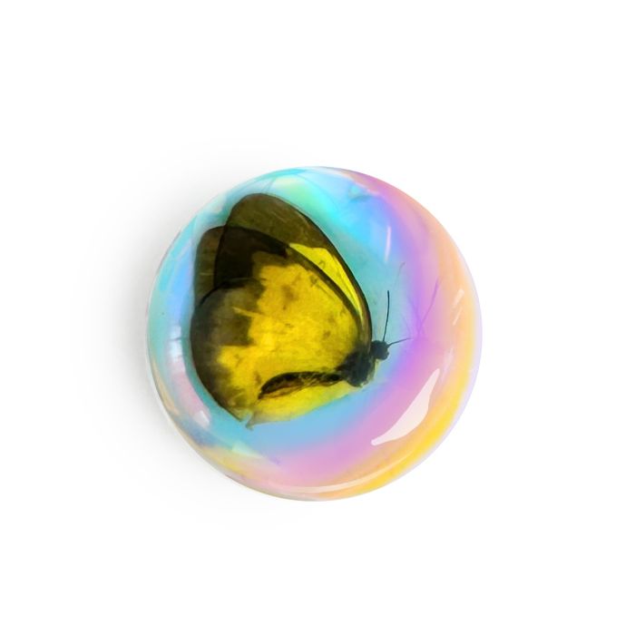 Real Common Grass Yellow Butterfly Magnet