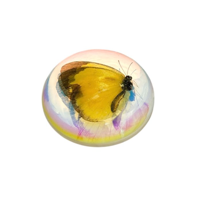 Real Common Grass Yellow Butterfly Magnet