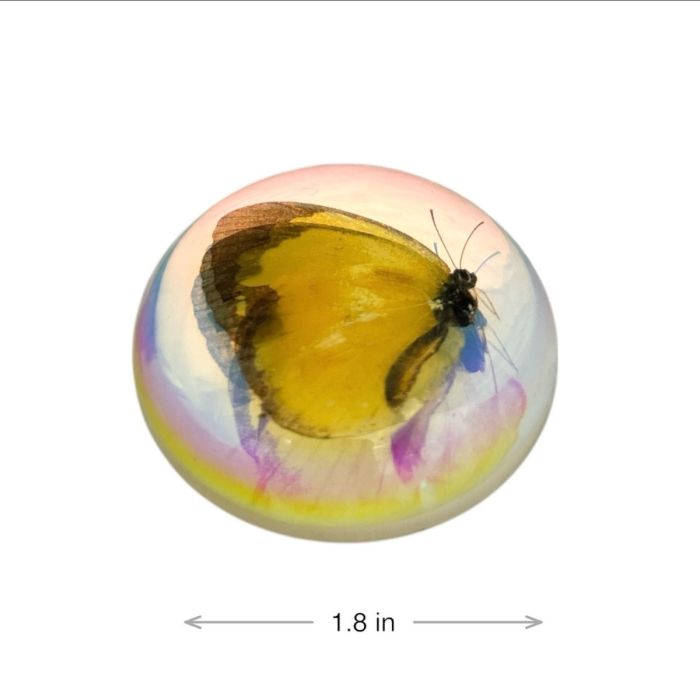 Real Common Grass Yellow Butterfly Magnet