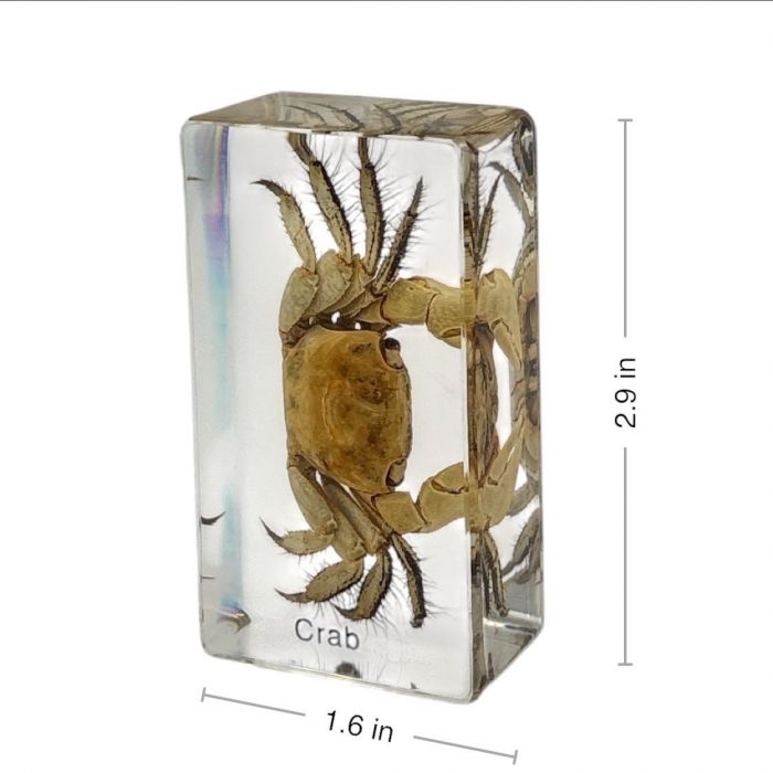 Real Crab in Acrylic Paperweight
