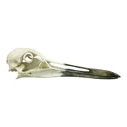Replica Whooping Crane Skull