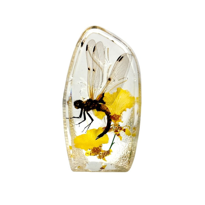 Real Dragonfly Paperweight