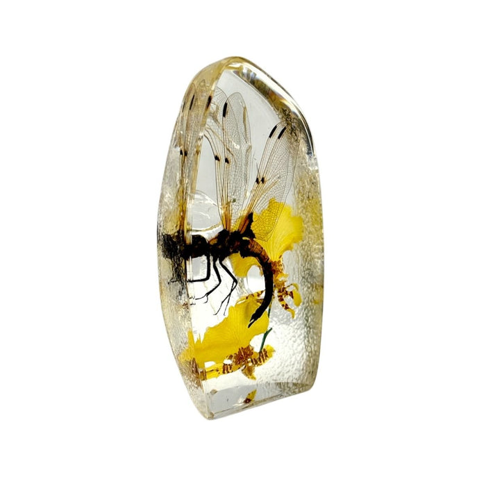 Real Dragonfly Paperweight