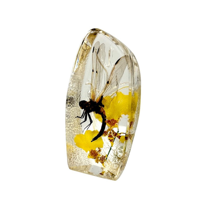 Real Dragonfly Paperweight