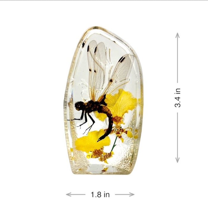 Real Dragonfly Paperweight