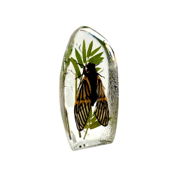 Real Tigroid Cicada Asymmetrical Paperweight