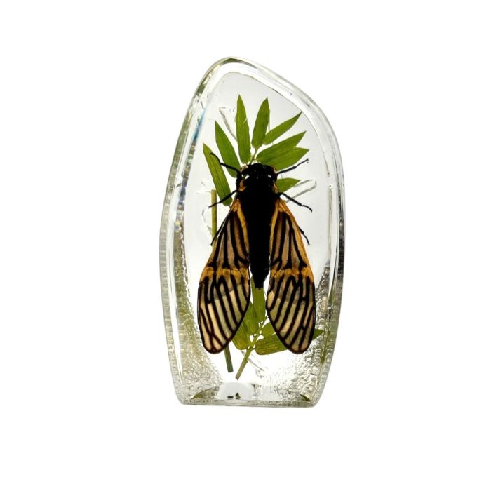 Real Tigroid Cicada Asymmetrical Paperweight