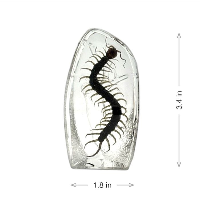 Real Centipede Oval Paperweight
