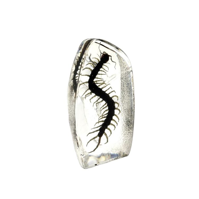 Real Centipede Oval Paperweight