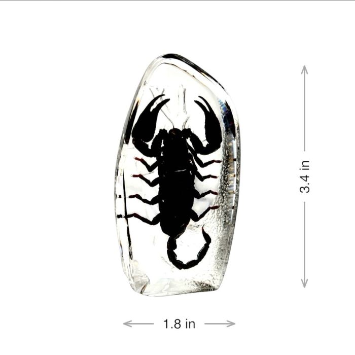 Real  Black Scorpion Oval Paperweight