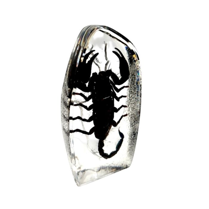 Real  Black Scorpion Oval Paperweight