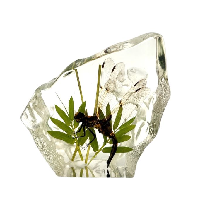 Real Dragonfly Asymmetrical Paperweight