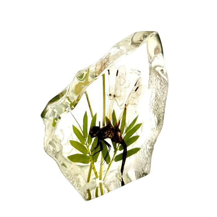 Real Dragonfly Asymmetrical Paperweight