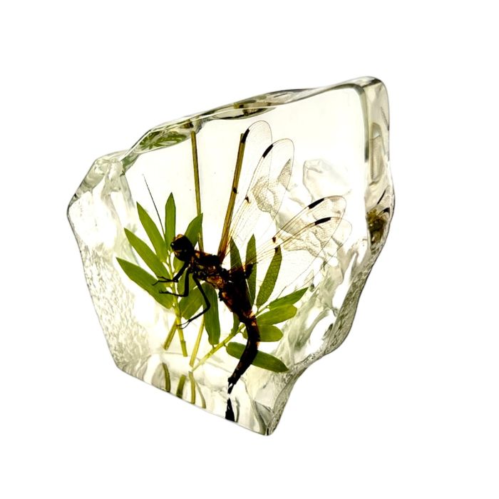 Real Dragonfly Asymmetrical Paperweight