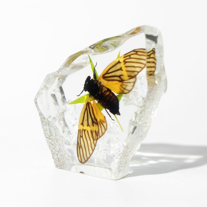 Real Tigroid Cicada Asymmetrical Paperweight