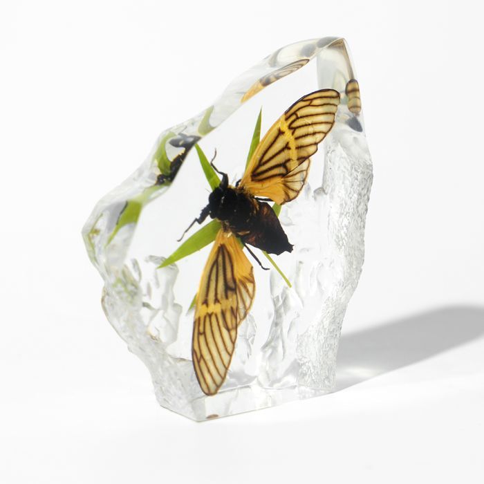 Real Tigroid Cicada Asymmetrical Paperweight