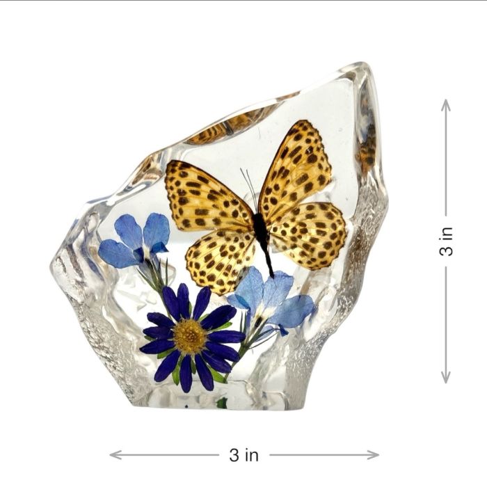 Real Banded Leopard Cat Butterfly  Asymmetrical Paperweight