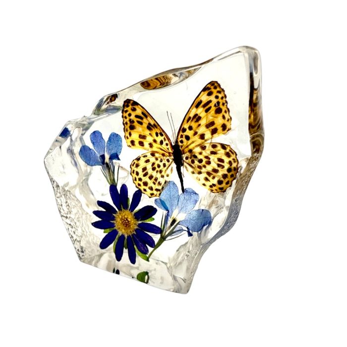 Real Banded Leopard Cat Butterfly  Asymmetrical Paperweight
