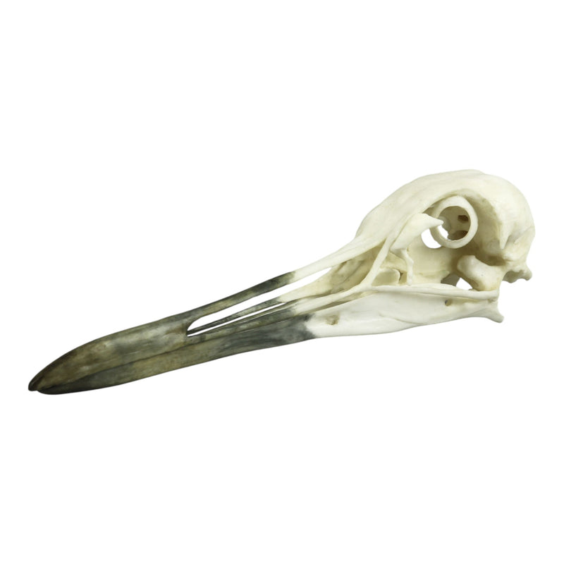 Replica Whooping Crane Skull