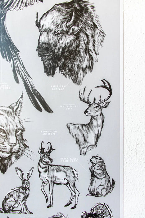 Oklahoma Wildlife Educational Chart