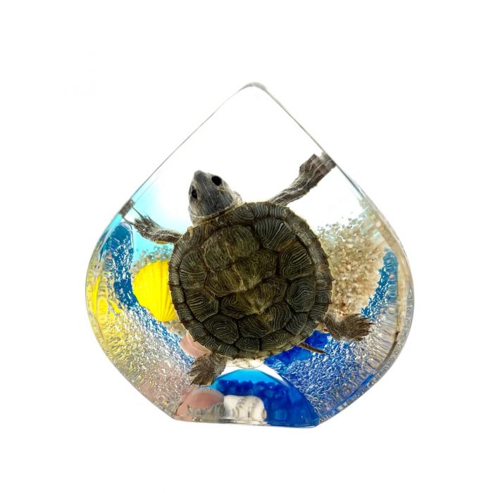Real Turtle Teardrop Shape Paperweight