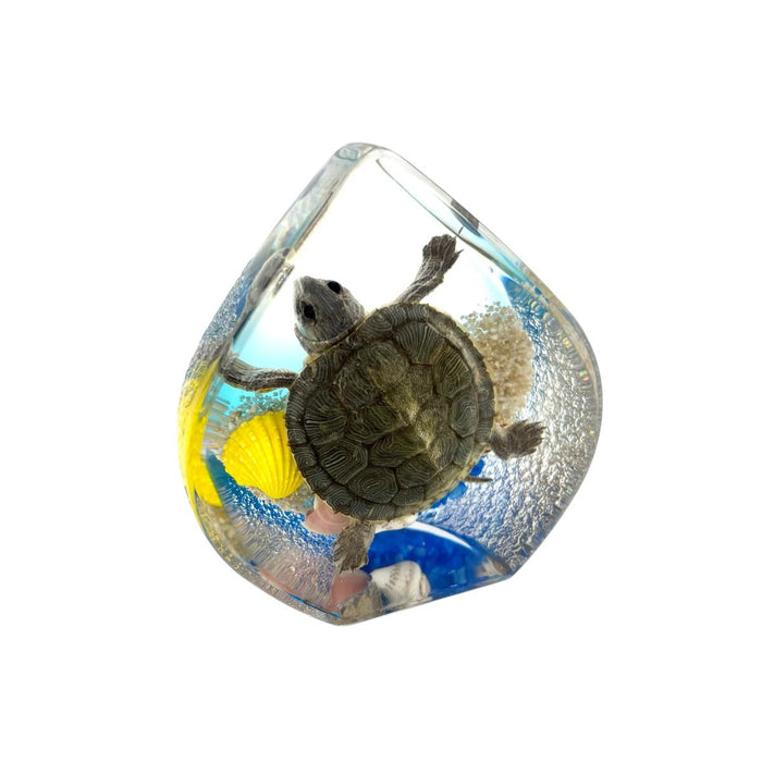 Real Turtle Teardrop Shape Paperweight