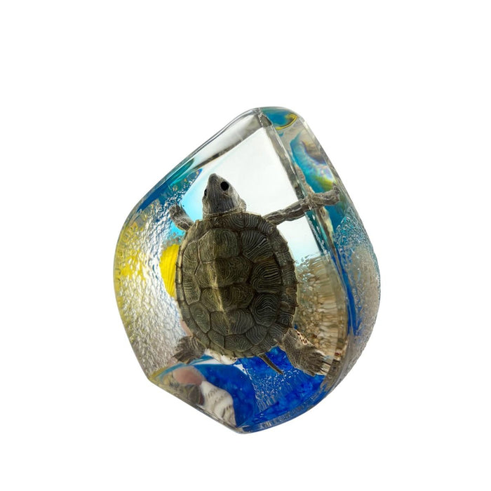 Real Turtle Teardrop Shape Paperweight