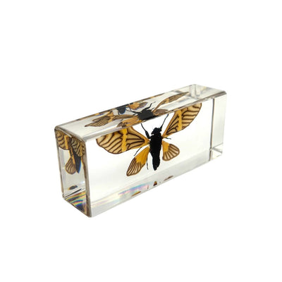 Tigroid Cicada Paperweight