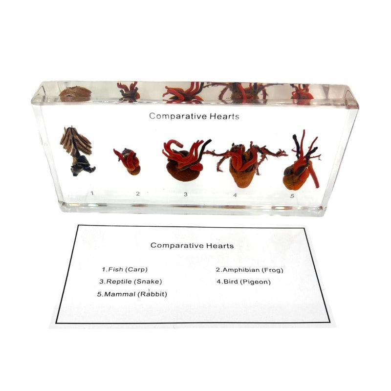 Real Comparative Hearts in Acrylic Paperweight