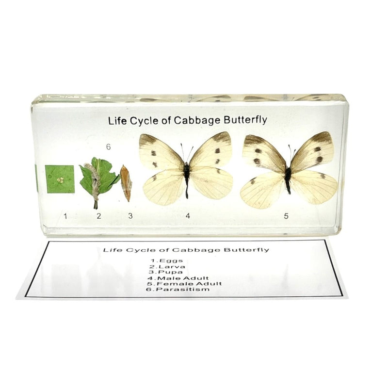 Real Cabbage Butterfly Life Cycle Paperweight