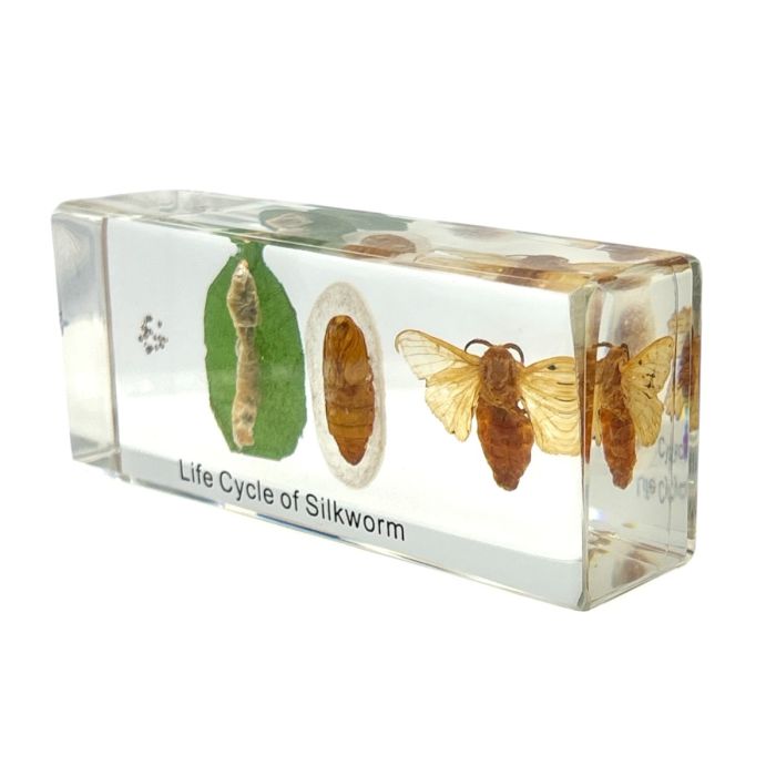 Real Life Cycle of Silkworm in Acrylic