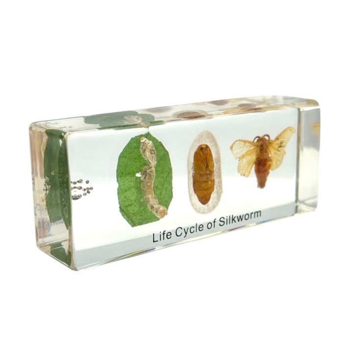 Real Life Cycle of Silkworm in Acrylic